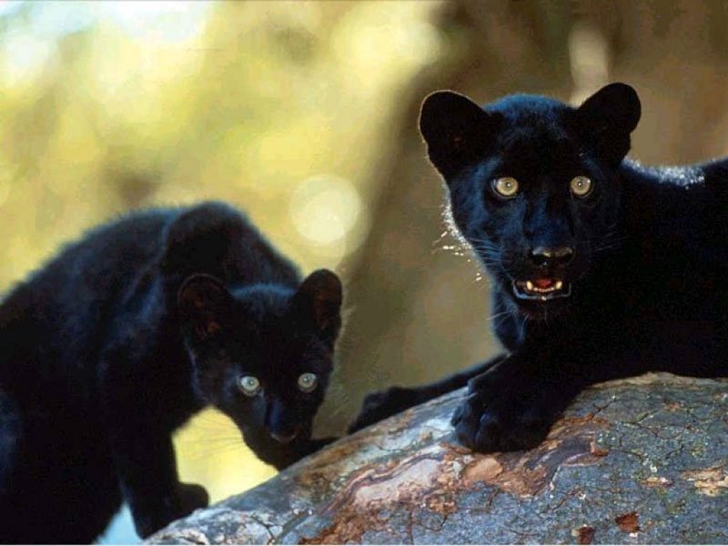 Blackpanther - 08.jpg